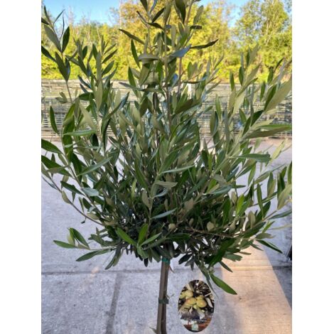  Ulivo Olivo "Olea Europea" Pianta Ad Alberello In Vaso 22 Cm H. 70/80 Cm FOTO REALI
