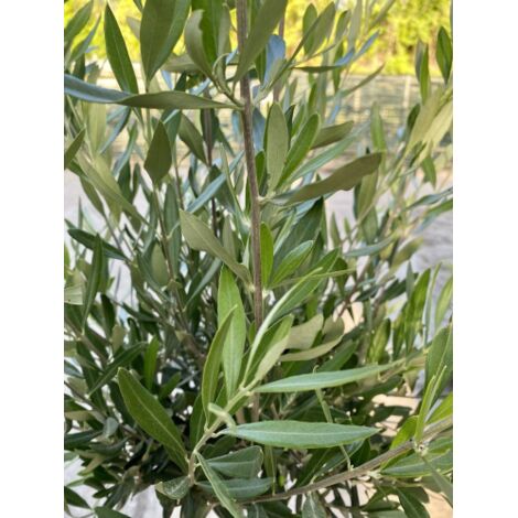  Ulivo Olivo "Olea Europea" Pianta Ad Alberello In Vaso 22 Cm H. 70/80 Cm FOTO REALI