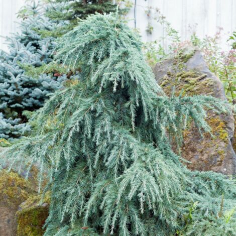  Cedro Dell'Himalaya Piangente "Cedrus Deodara Pendula" Pianta In Vaso 13 Cm