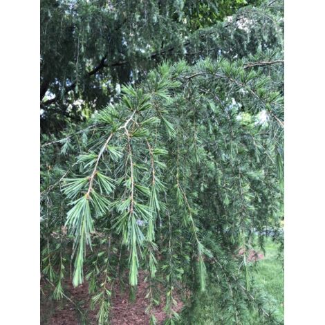  Cedro Dell'Himalaya Piangente "Cedrus Deodara Pendula" Pianta In Vaso 13 Cm