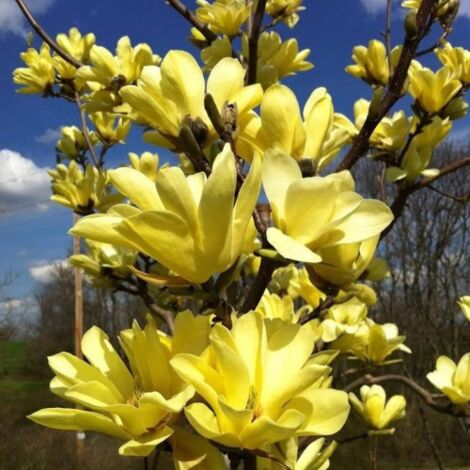  Magnolia Gialla "Magnolia Daphne" Pianta Innestata In Vaso 16 Cm H. 80/100 Cm