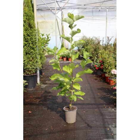  Magnolia Gialla "Magnolia Daphne" Pianta Innestata In Vaso 16 Cm H. 80/100 Cm