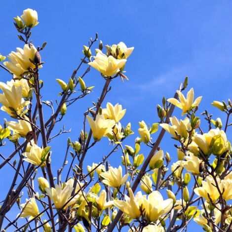  Magnolia Gialla "Magnolia Daphne" Pianta Innestata In Vaso 16 Cm H. 80/100 Cm
