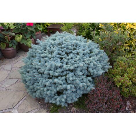  Abete Blu Pino Argentato "Picea Pungens Glauca Globosa" Pianta In Vaso 10 Cm
