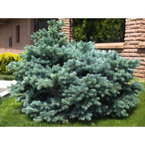  Abete Blu Pino Argentato "Picea Pungens Glauca Globosa" Pianta In Vaso 10 Cm