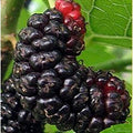  Albero Gelso Nero In Vario Formato - Alberi Da Frutto 1 Anno