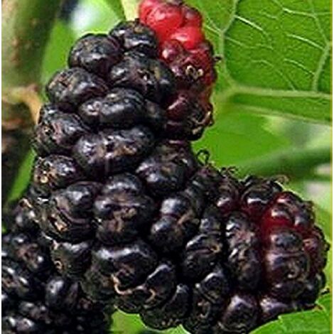  Albero Gelso Nero In Vario Formato - Alberi Da Frutto 1 Anno