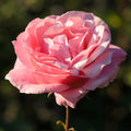  Rosa Chiaro - Ø 19 Cm