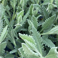  Lavandula Dentata