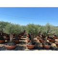  Ulivo Olivo "Olea Europea" Bonsai In Ciotola Da 160 Lt Cfr. Tronco 60/100 Cm FOTO REALI