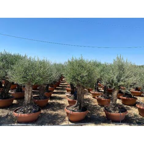  Ulivo Olivo "Olea Europea" Bonsai In Ciotola Da 160 Lt Cfr. Tronco 60/100 Cm FOTO REALI