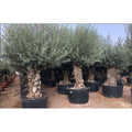  Ulivo Olivo "Olea Europea" Bonsai In Mastello Da 285 Lt Cfr. Tronco 120/140 Cm FOTO REALI