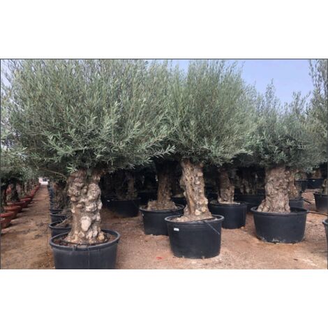  Ulivo Olivo "Olea Europea" Bonsai In Mastello Da 285 Lt Cfr. Tronco 120/140 Cm FOTO REALI
