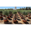  Ulivo Olivo "Olea Europea" Bonsai In Ciotola Da 42 Lt FOTO REALI