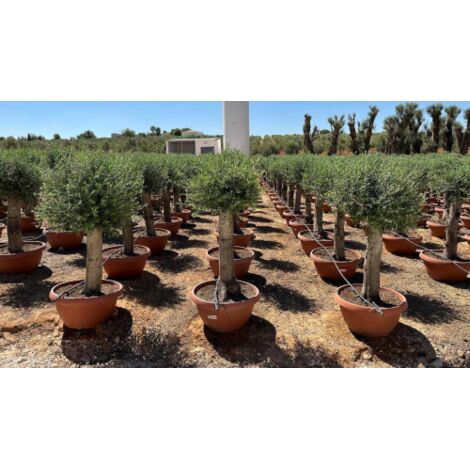  Ulivo Olivo "Olea Europea" Bonsai In Ciotola Da 42 Lt FOTO REALI
