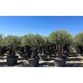  Ulivo Olivo "Olea Europea" Bonsai Ramificato In Mastello Da 285 Lt Cfr. Tronco 60/100 Cm FOTO REALI