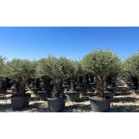  Ulivo Olivo "Olea Europea" Bonsai Ramificato In Mastello Da 285 Lt Cfr. Tronco 60/100 Cm FOTO REALI