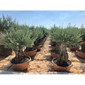  Ulivo Olivo "Olea Europea" Bonsai In Ciotola Da 160 Lt Cfr. Tronco 100/140 Cm FOTO REALI