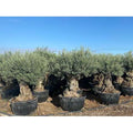  Ulivo Olivo "Olea Europea" Bonsai In Mastello Da 500 Lt Cfr. Tronco 120/160 Cm FOTO REALI