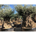  Ulivo Olivo "Olea Europea" Bonsai In Mastello Da Coltivazione Cfr. Tronco 160/180 Cm FOTO REALI