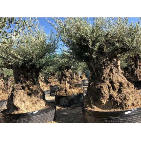  Ulivo Olivo "Olea Europea" Bonsai In Mastello Da Coltivazione Cfr. Tronco 160/180 Cm FOTO REALI