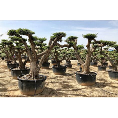  Ulivo Olivo "Olea Europea" Bonsai In Mastello Da Coltivazione Cfr. Tronco 180/200 Cm FOTO REALI