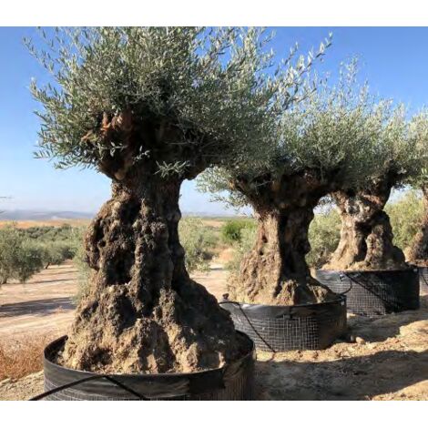  Ulivo Olivo "Olea Europea" Bonsai In Mastello Da Coltivazione Cfr. Tronco 140/160 Cm FOTO REALI