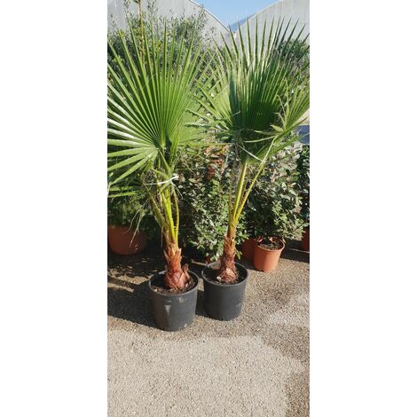  PIANTA DI WASCHINGTONIA ROBUSTA PALMA V.28 Cm ALTEZZA 120/140 CM (foto Reali)