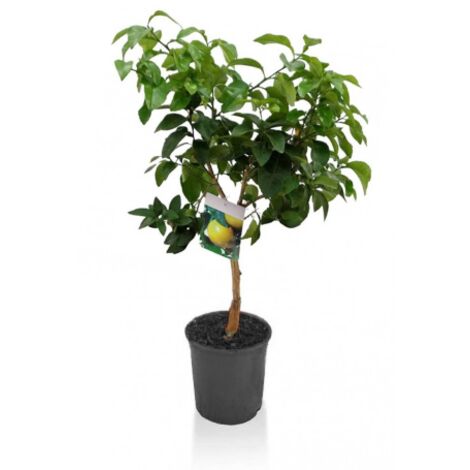  Pompelmo Rosa "Citrus Paradisi" Pianta Di Agrumi Di Sicilia In Vaso 20 Cm
