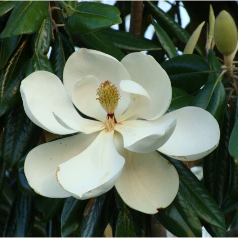  Magnolia Grandiflora "Little Gem" Pianta In Vaso 19 Cm H. 50/60 Cm