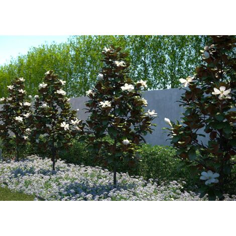  Magnolia Grandiflora "Little Gem" Pianta In Vaso 19 Cm H. 50/60 Cm