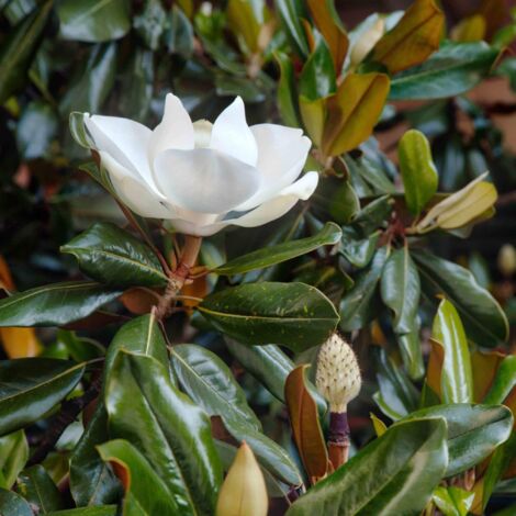  Magnolia Grandiflora "Little Gem" Pianta In Vaso 19 Cm H. 50/60 Cm