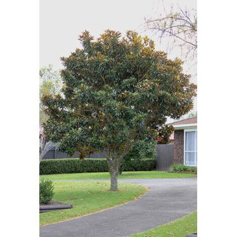  Magnolia Grandiflora "Little Gem" Pianta In Vaso 19 Cm H. 50/60 Cm