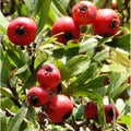  Albero Azzeruolo Rosso - Alberi Da Frutto