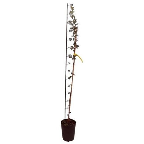  Albero Azzeruolo Rosso - Alberi Da Frutto