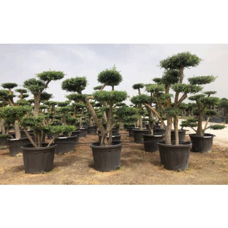  Ulivo Olivo "Olea Europea" Pon Pon In Mastello 65 Cm H. 140/160 Cm FOTO REALI