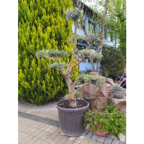  Ulivo Olivo "Olea Europea" Pon Pon In Mastello 65 Cm H. 140/160 Cm FOTO REALI