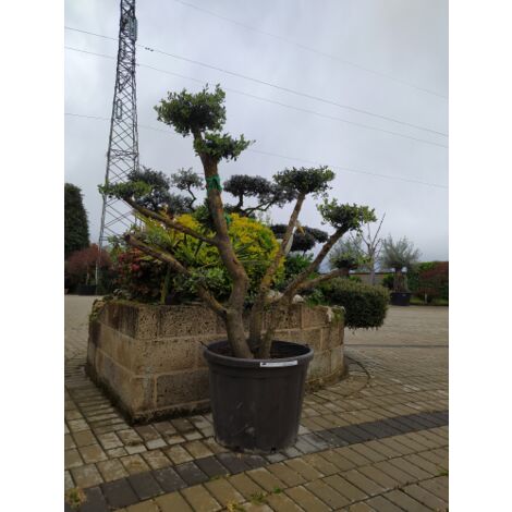  Ulivo Olivo "Olea Europea" Pon Pon In Mastello 65 Cm H. 140/160 Cm FOTO REALI