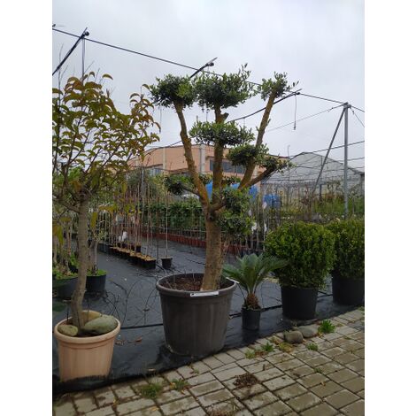  Ulivo Olivo "Olea Europea" Pon Pon In Mastello 65 Cm H. 140/160 Cm FOTO REALI