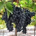  Uva Da Tavola Nera "Apirena"