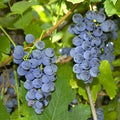  Uva Da Tavola Nera &8220Fragola&8221 - Ø 15 Cm