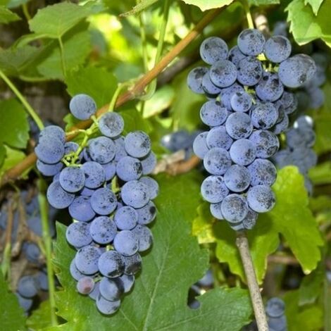  Uva Da Tavola Nera &8220Fragola&8221 - Ø 15 Cm