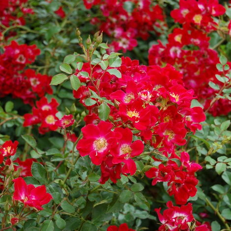  Red Meidiland