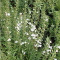  Satureja Montana