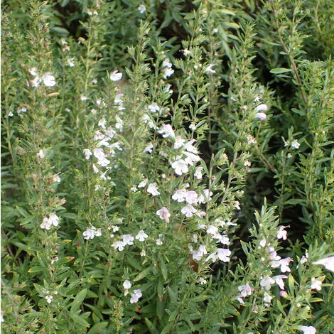  Satureja Montana