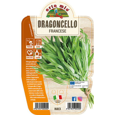  ORTO MIO Dragoncello