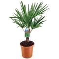  Palma Cinese Di Chusan "Trachycarpus Fortunei" Vaso 19 Cm