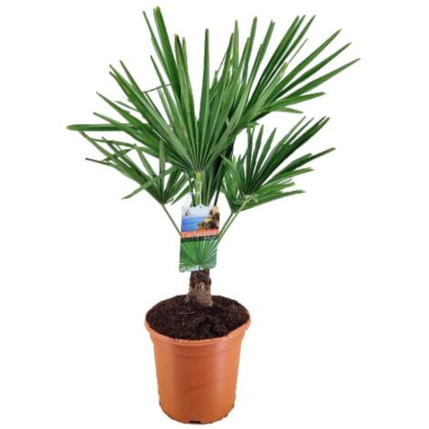  Palma Cinese Di Chusan "Trachycarpus Fortunei" Vaso 19 Cm