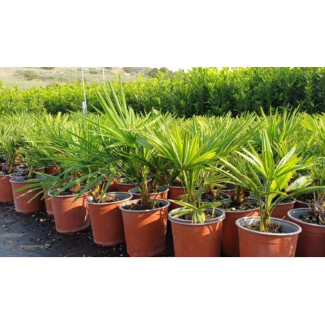  Palma Cinese Di Chusan "Trachycarpus Fortunei" Vaso 19 Cm
