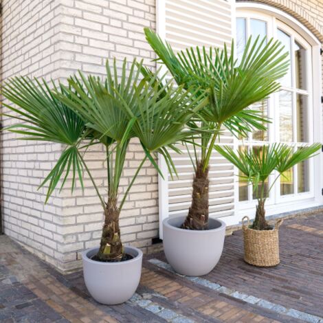 Palma Cinese Di Chusan "Trachycarpus Fortunei" Vaso 19 Cm
